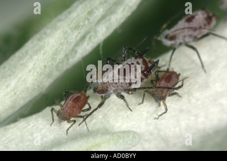 Gruppe der Blattläuse Macrosiphoniella Absinthii auf Curry Pflanze Helichrysum Serotinum verlässt Stockfoto