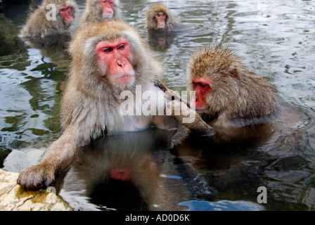 Japanischen Makaken (Macaca fuscata) snow Monkey. jigokudani, Japan. Die Hölle Valley, Dezember. Erwachsene pflegen Stockfoto