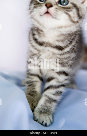 Grau Tabby Kitten - enden beschnitten Studioaufnahme Stockfoto