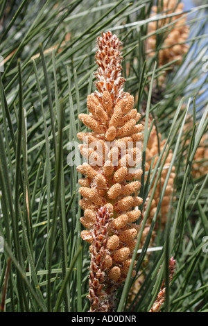 Männliche Zapfen, Spanien Stockfoto