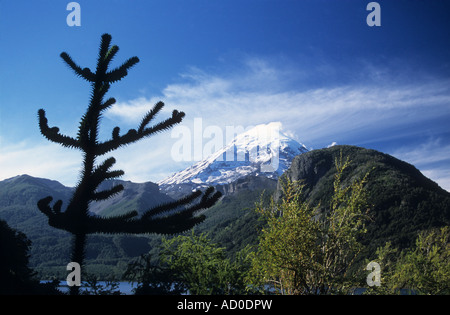 Junger Araucaria oder Affe Puzzle Baum (Araucaria araucana) und Lanin Vulkan, Lanin Nationalpark, Provinz Neuquen, Argentinien Stockfoto