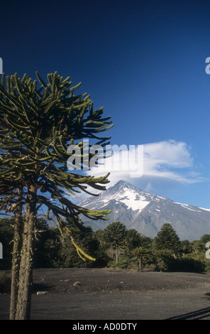Araucaria oder Monkey Puzzle Tree (Araucaria Araucana) und Lanin Vulkan Nationalpark Lanin, Provinz Neuquen, Argentinien Stockfoto