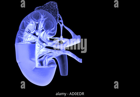Blutversorgung der Nieren Stockfoto