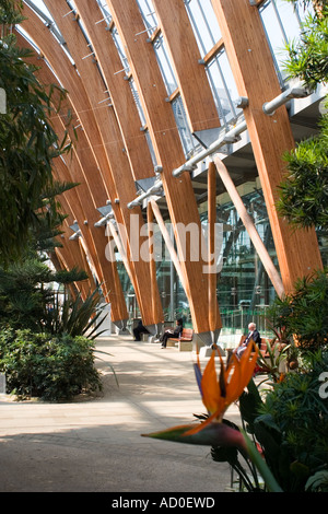 Innere des Sheffield Wintergärten Stockfoto