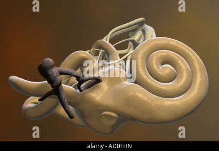 Das Innenohr Stockfoto