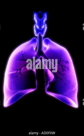 Das respiratorische system Stockfoto