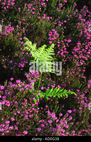 Mischung aus blühenden Glocke Heidekraut Erica Cinerea und Bracken Peteridum Aruilium typische Vegetation des Moor Stockfoto