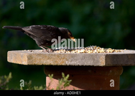 Erwachsene männliche Amsel füttern am Futtertisch Stockfoto