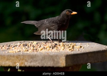 Erwachsene männliche Amsel auf Gartenvogel Tisch, Süd-England-UK Stockfoto