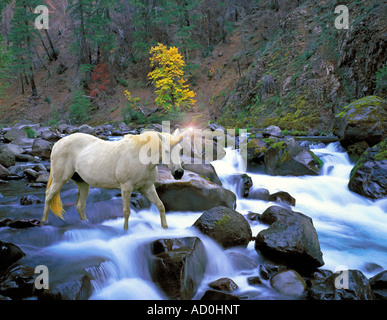 Das Einhorn ist ein legendäres Tier, das im Laufe der Geschichte und davor als Pferdetier mit einem einzigen Horn beschrieben wurde, das aus seinem Kopf hervorragt. Stockfoto