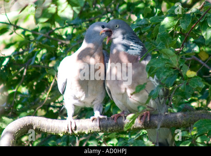 Ringeltaube (Columba Palumbas) Stockfoto