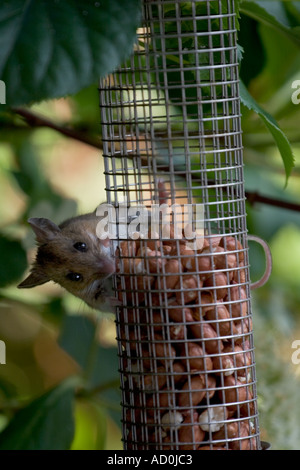 Feldmaus Essen Erdnüsse aus Garten Vogelhäuschen Stockfoto