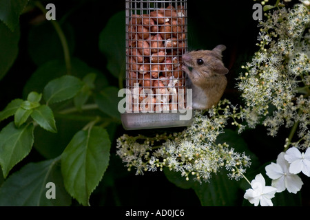 Feldmaus Essen Erdnüsse aus Garten Vogelhäuschen Stockfoto