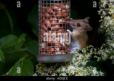 Feldmaus Essen Erdnüsse aus Garten Vogelhäuschen Stockfoto