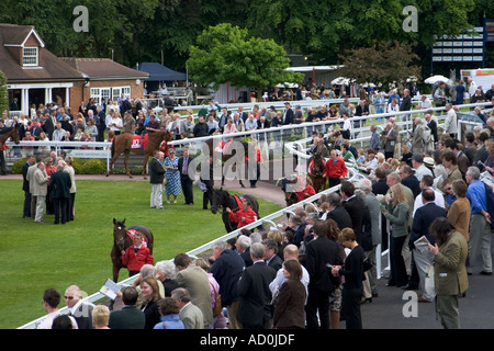 Studieren die Pferde in den Parade-Ring vor dem Rennen Stockfoto