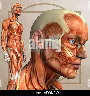 Anatomie-Grafik im Stil eines Lenoardo Davincis vitruvianische Mensch Stockfoto