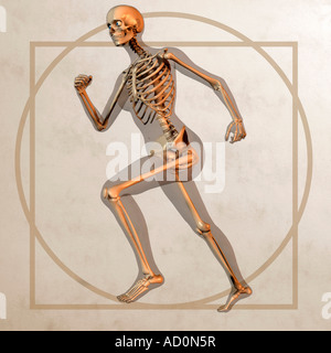 Anatomie-Grafik im Stil eines Lenoardo Davincis vitruvianische Mensch Stockfoto