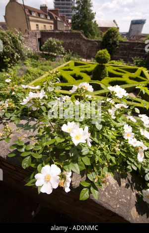 England Bristol West End Park Row Red Lodge Tudor Knoten Garten Hundsrose Stockfoto