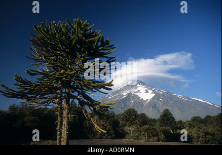 Lanin Vulkan und Araukarie oder Monkey Puzzle Wald (Araucaria Araucana), Nationalpark Lanin, Provinz Neuquen, Argentinien Stockfoto