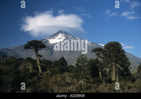 Lanin Vulkan und Araukarie oder Monkey Puzzle Wald (Araucaria Araucana), Nationalpark Lanin, Provinz Neuquen, Argentinien Stockfoto