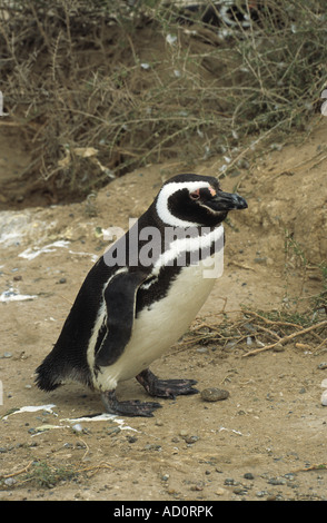 Erwachsenen Magellanic Penguin (Sphensicus Magellanicus), Punto Tombo, Patagonien, Argentinien Stockfoto