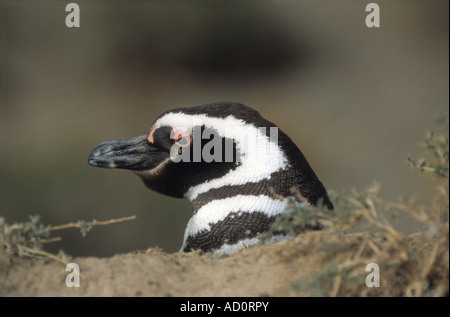 Erwachsenen Magellanic Penguin (Sphensicus Magellanicus) aus Burrow, Punto Tombo, Patagonien, Argentinien Stockfoto