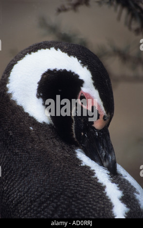 Erwachsenen Magellanic Penguin (Sphensicus Magellanicus) putzen, Punto Tombo, Patagonien, Argentinien Stockfoto