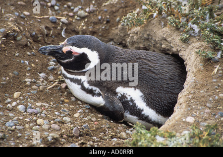 Erwachsenen Magellanic Penguin (Sphensicus Magellanicus) schlafend im Fuchsbau, Punto Tombo, Patagonien, Argentinien Stockfoto