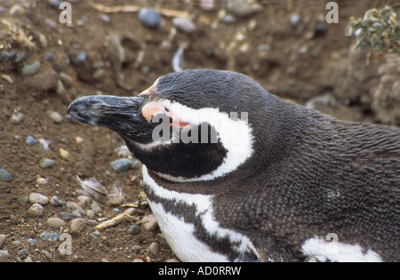 Erwachsenen Magellanic Penguin (Sphensicus Magellanicus) schlafend im Fuchsbau, Punto Tombo, Patagonien, Argentinien Stockfoto