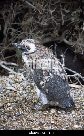 Young Magellanic Penguin (Sphensicus Magellanicus) in Erwachsene Gefieder, Punto Tombo, Patagonien, Argentinien Mauser Stockfoto