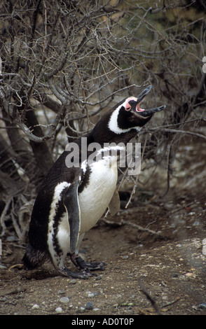 Erwachsenen Magellanic Penguin (Sphensicus Magellanicus) Geschrei, Punto Tombo, Patagonien, Argentinien Stockfoto