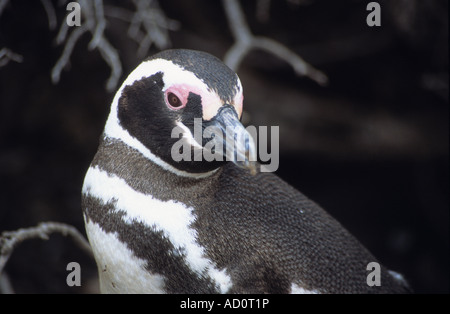 Erwachsenen Magellanic Penguin (Sphensicus Magellanicus), Punto Tombo, Patagonien, Argentinien Stockfoto