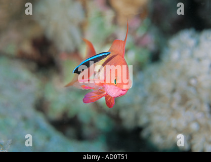 Blaue Streifen sauberer Lippfisch Labroides Dimidiatus reinigt Lyretail Anthias Pseudanthias Squamipinnis Rotes Meer-Ägypten Stockfoto