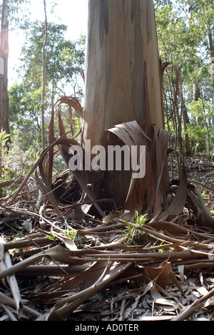 Eukalyptusbaum vergießen Rinde, Cies Inseln, Spanien Stockfoto