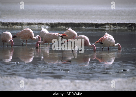 Eine Herde von James oder Puna Flamingos (Phoenicoparrus jamesi), die in der Laguna Hedionda, einem Salzsee an der Lagunas Route, Provinz Nord Lipez, Bolivien, füttern Stockfoto