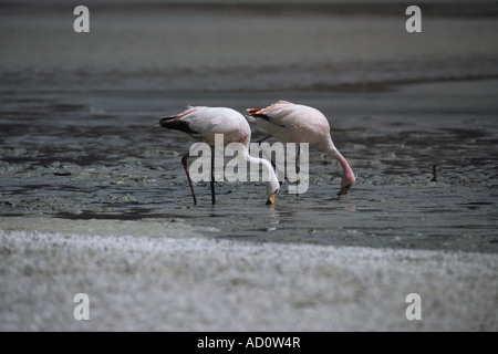 2 James oder Puna Flamingos (Phoenicoparrus jamesi) Fütterung in Laguna Hedionda, einem Salzsee an der Lagunas Route, Provinz Nord Lipez, Bolivien Stockfoto