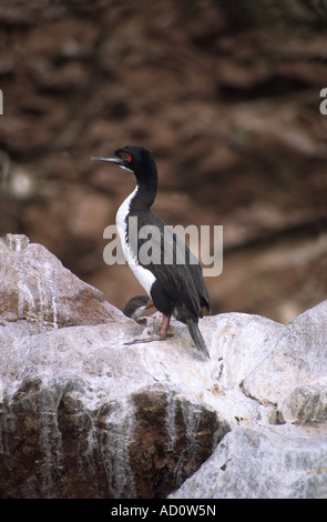 Guanay Kormoran (Phalacrocorax Bougainvillii), Ballestas-Inseln, Peru Stockfoto