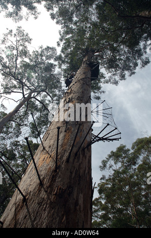 Der Bicentennial Baum verwendet einen riesigen Karri-Eukalyptus Diversicolor als Feuer Aussichtsturm Pemberton Western Australia Stockfoto