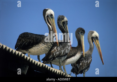 Unreife peruanische Pelikane (Pelecanus-Thagus) auf Wellblechdach im Hafen, Iquique, Region I, Chile Stockfoto