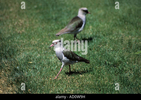 Anden Kiebitze (Vanellus Resplendens) im Feld Altiplano, Bolivien Stockfoto