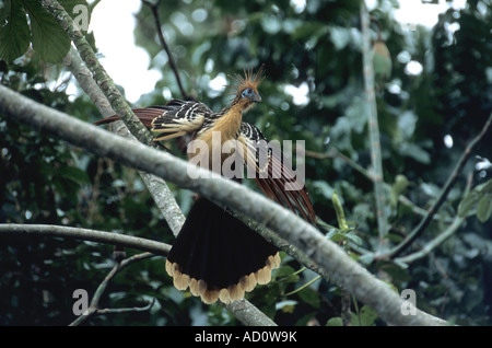 Hoatzin (Opisthocomus Hoazin), Madidi Nationalpark, Bolivien Stockfoto