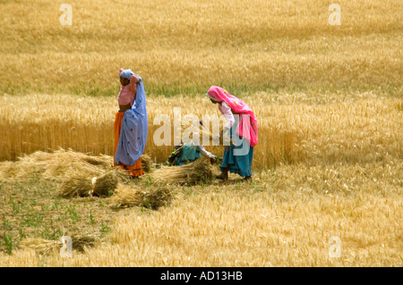 Horizontalen Weitwinkel von zwei indischen Frauen Gatheing Heu in einem Feld. Stockfoto