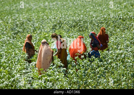 Horizontale Ansicht einer Gruppe von indischen Frauen, die Arbeiten in der Mitte einer großen grünen Wiese in bunten Saris. Stockfoto