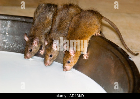 Horizontale Nahaufnahme von 3 Ratten Konsummilch aus einer Schüssel auf der Karni Mata Tempel Rattentempel Stockfoto