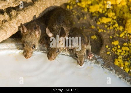 Horizontale Nahaufnahme von 3 Ratten Konsummilch aus einer Schüssel auf der Karni Mata Tempel Rattentempel Stockfoto
