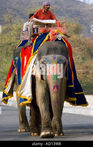 Vertikale Porträt zweier gemalt indische Elefanten zu Fuß entlang der Straße in Richtung Amber Palast für die Arbeit fertig. Stockfoto