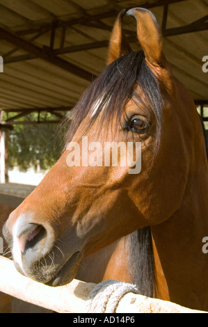 Vertikale Porträt der seltenen Marwari Pferde ist Kopf, unverwechselbar durch die gekräuselte Ohren und konkaven Nase. Stockfoto