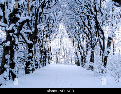 Tal der Bäume im winter Stockfoto