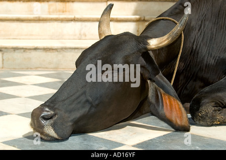 Horizontal in der Nähe, von einem großen schwarzen Heiligen Sahiwal Kuh schlafend auf den Ghats in Pushkar-See Stockfoto