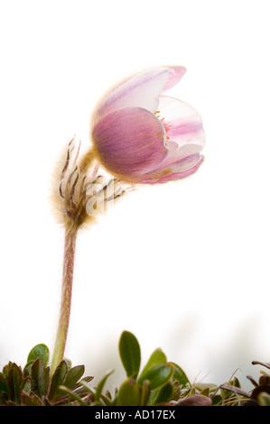 Blasse Pasque Blume in voller Blüte Norwegen Stockfoto